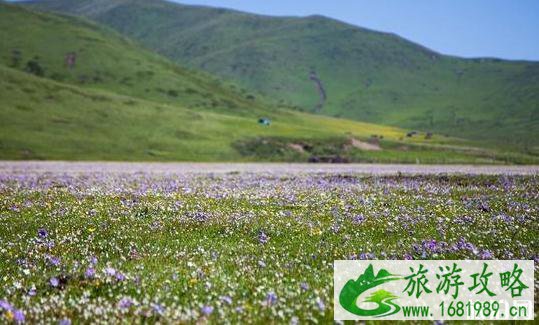 俄木塘草原花海在哪里 俄木塘草原花海观赏最佳日期+游玩攻略