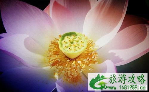 2022金湖荷花节门票+时间+地点 金湖荷花荡几月份开花